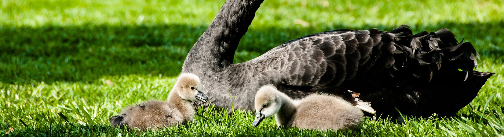 10 "بجعات رمادية" لعام 2015