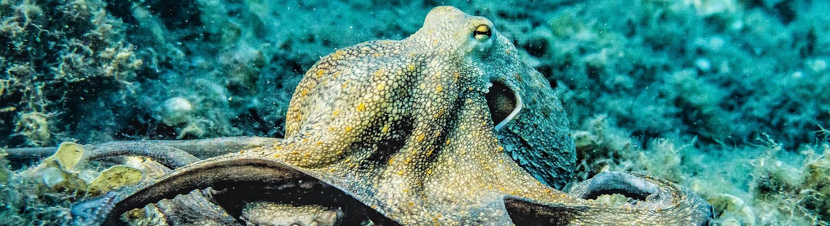 Kraken Launches its Own Wrapped Bitcoin Token