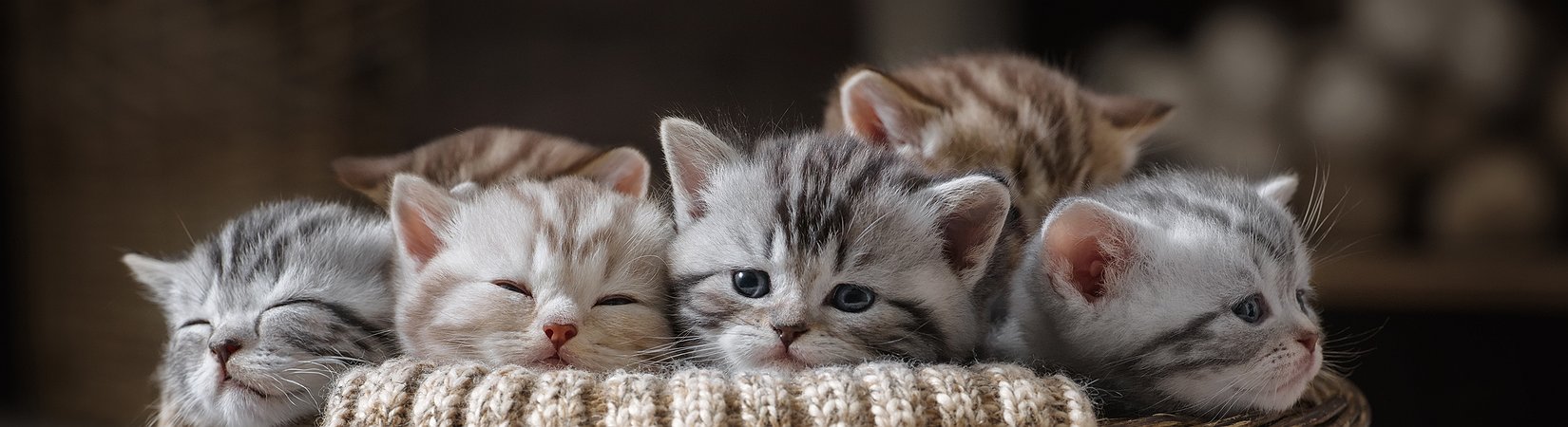 Mercato delle criptovalute: le top news del 5/12/2017