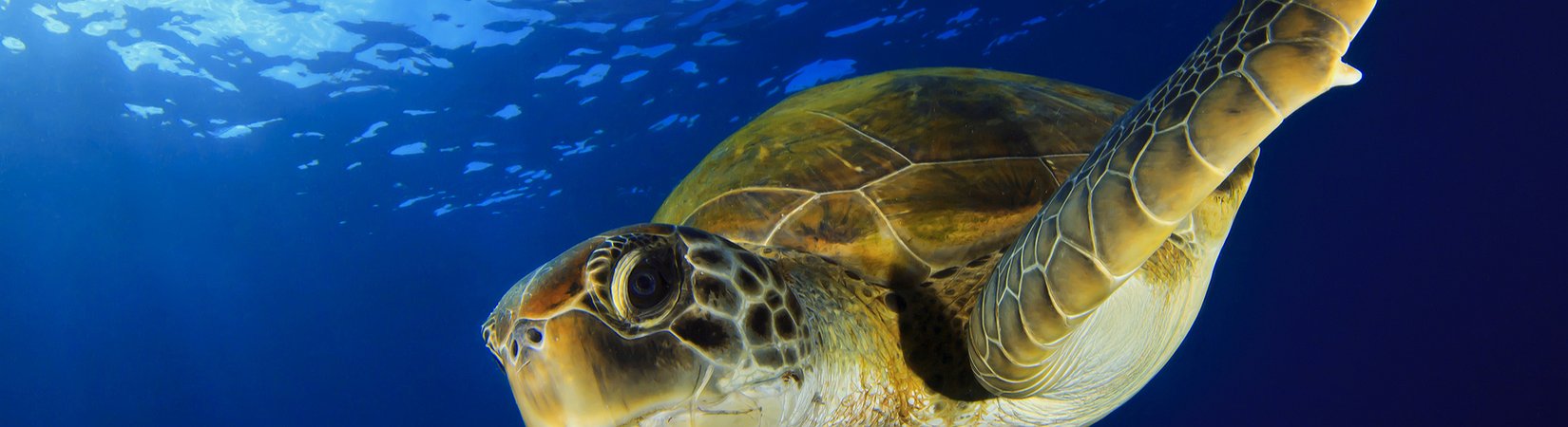 CryptoKitties Charities "Honu Kitty" To Save Turtles
