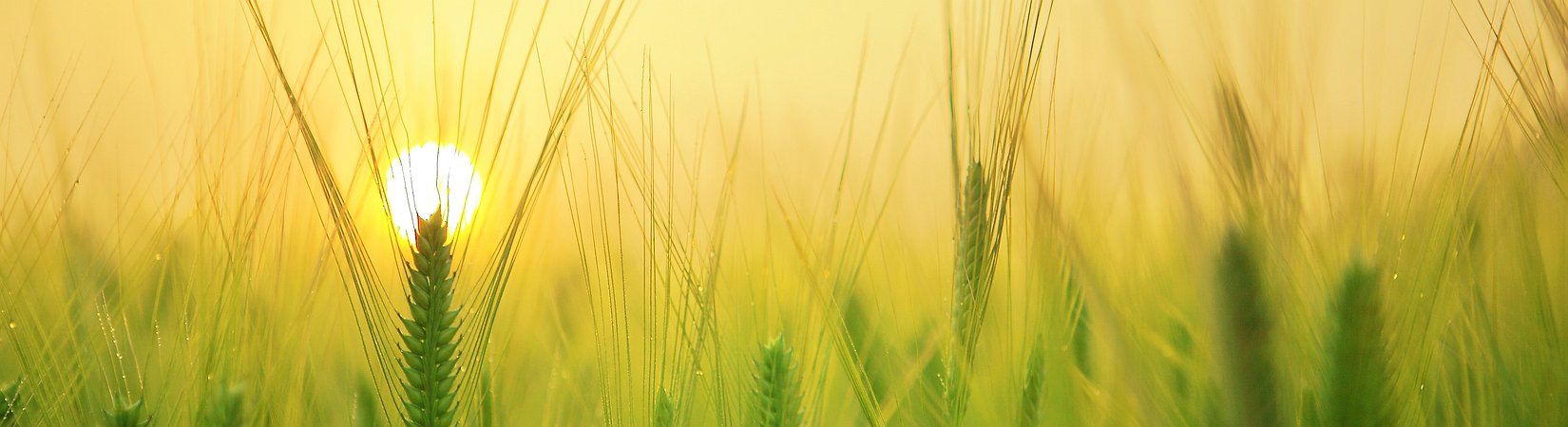 El precio del bitcoin sigue creciendo