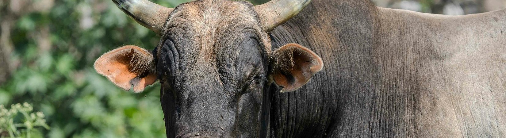 ¿Lograrán los bulls retomar el control del BTC?