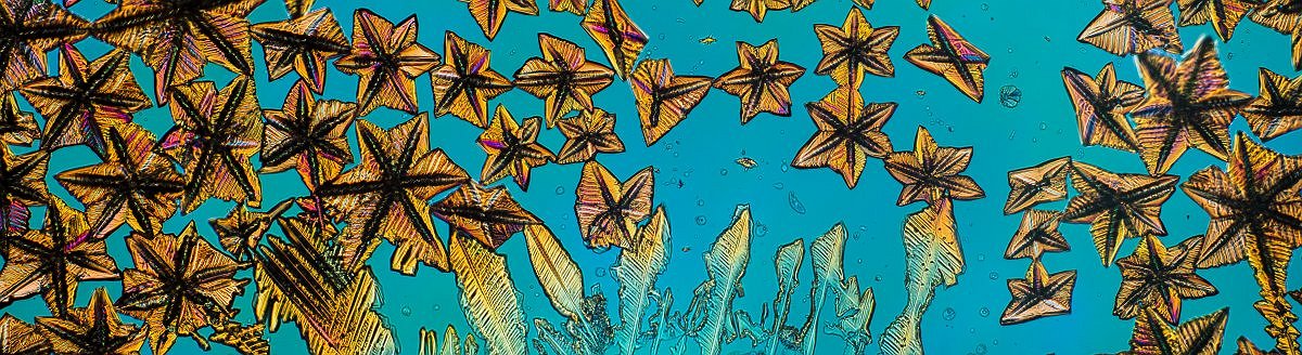 El mundo bajo el microscopio