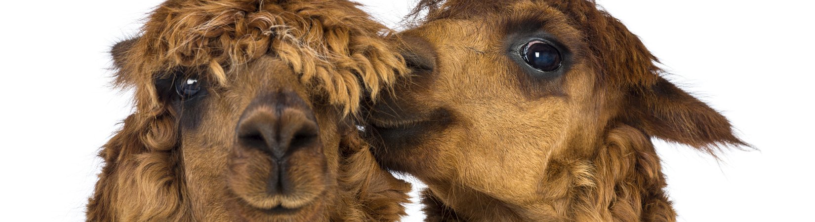 EOS Not a Blockchain? You Say What?