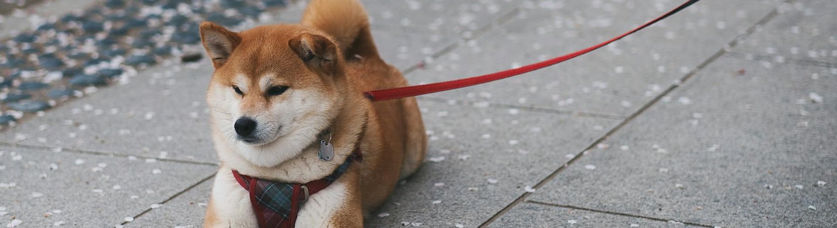 Bitwise Modifies DOGE and APT ETF Applications to Include in-kind Redemptions