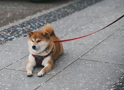 Bitwise modifica las solicitudes de ETF de DOGE y APT para incluir reembolsos en especie