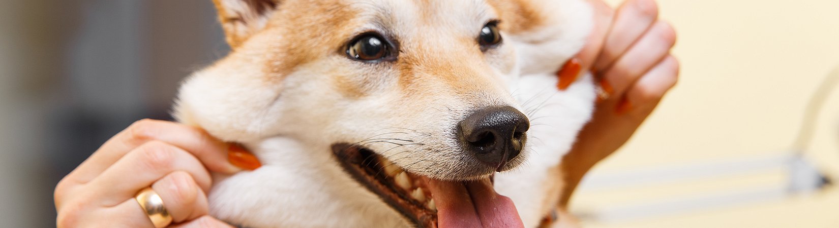 Movie Theater Chain AMC May Accept Dogecoin Payments