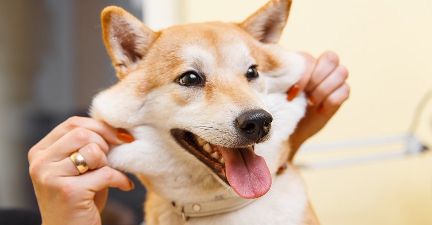 Movie Theater Chain AMC May Accept Dogecoin Payments