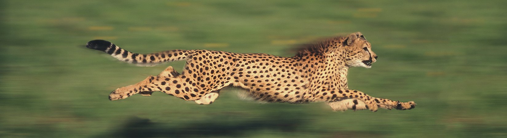 أجزاء من الثانية في التداول