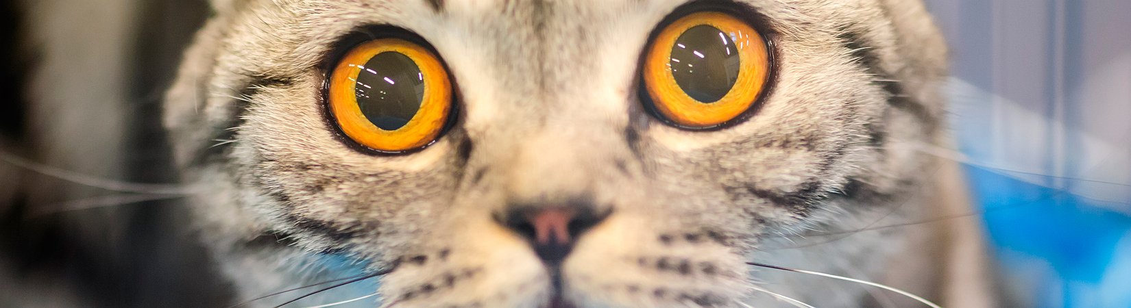 Tutto sui tassi d’interesse negativi. Parte 2