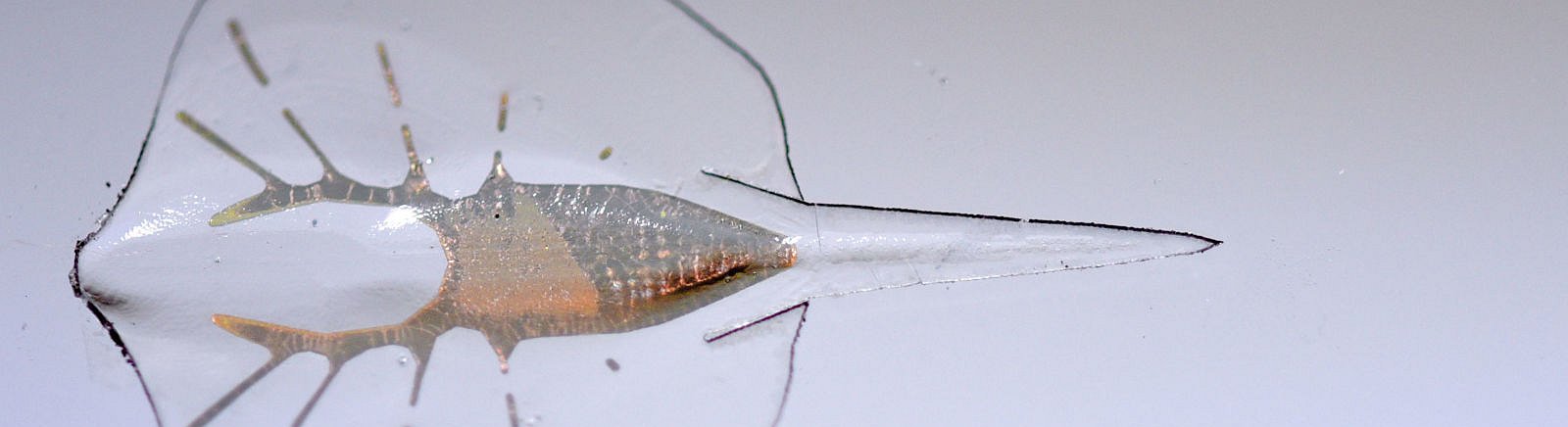 Los científicos han creado un robot con músculos de corazón de rata