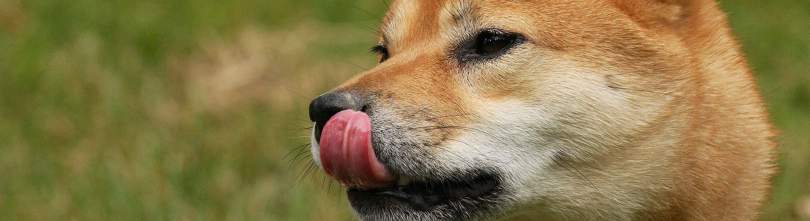 BitPay Adds Support for Shiba Inu Due to 'Overwhelming' Demand