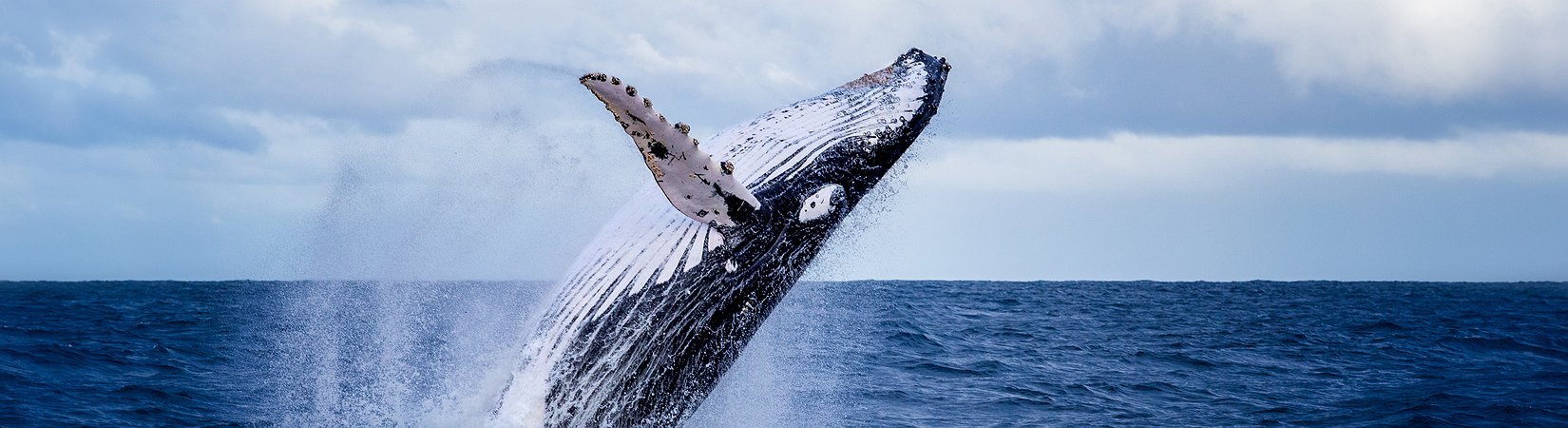 Le balene detengono un quinto della capitalizzazione di Ethereum