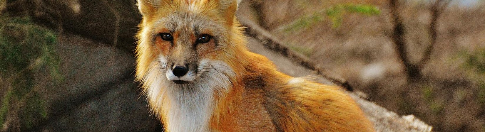 MetaMask Adds an Ethereum Validator Feature