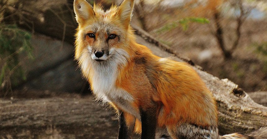 MetaMask Adds an Ethereum Validator Feature