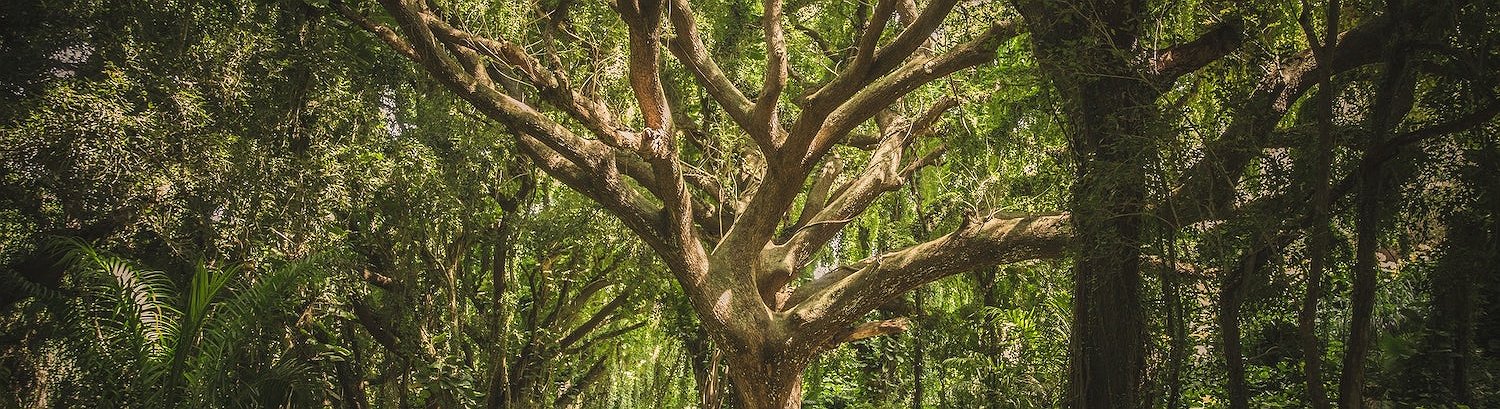 BCE: Las criptomonedas basadas en el proof-of-stake respetan el medio ambiente