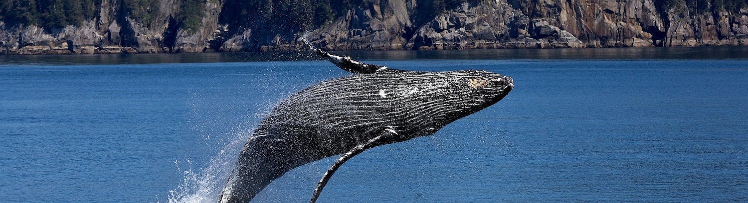 Whales Control More Than 21% of the Total Ethereum Supply