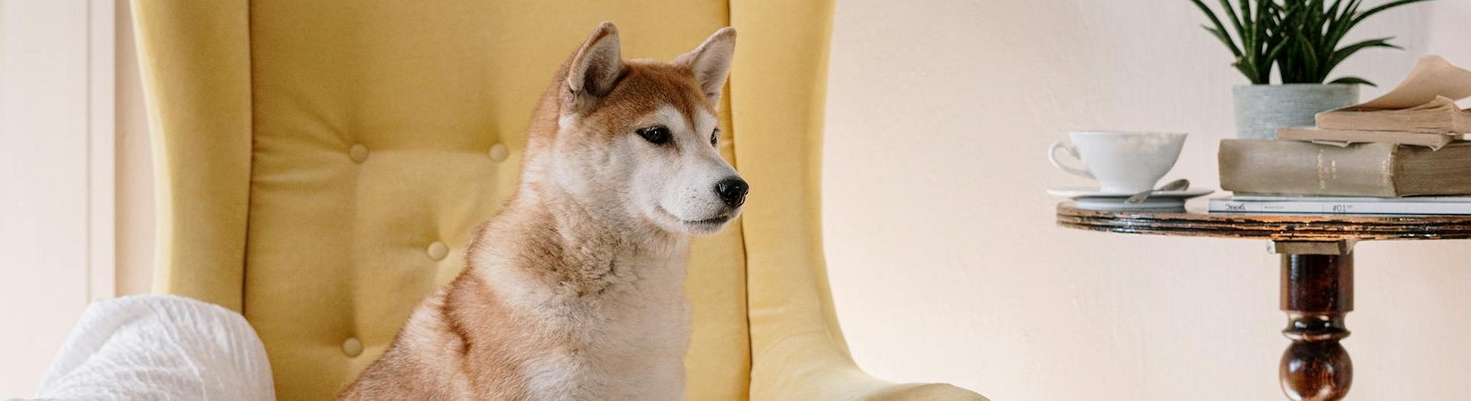 Nasdaq Applies to List 21Shares’ Dogecoin ETF