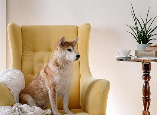 Nasdaq solicita cotizar el ETF de Dogecoin de 21Shares