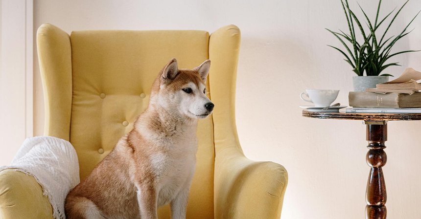 Nasdaq Applies to List 21Shares’ Dogecoin ETF