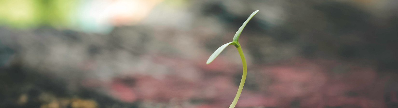 El precio de la criptomoneda LINK alcanza un máximo histórico