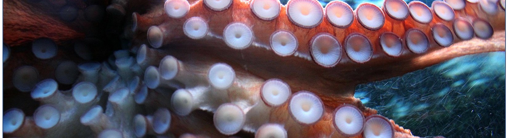 The Squid Game Token Soars by 2,280% Despite Scam Reports