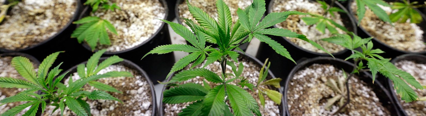 الشركات القنبية الناشئة