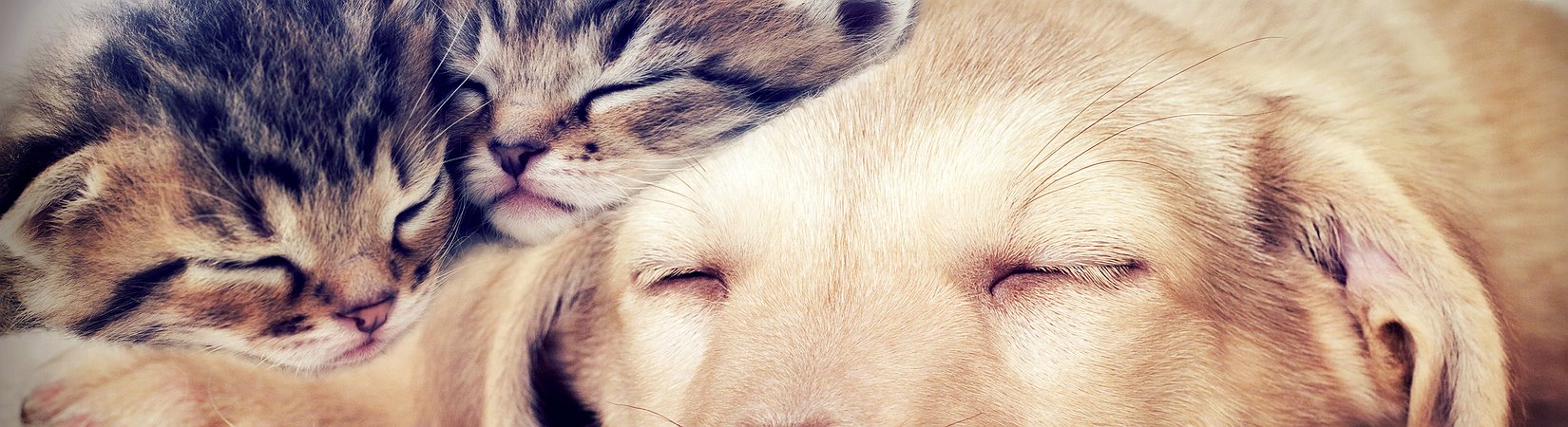 31 fotografias que precisa de ver antes de morrer