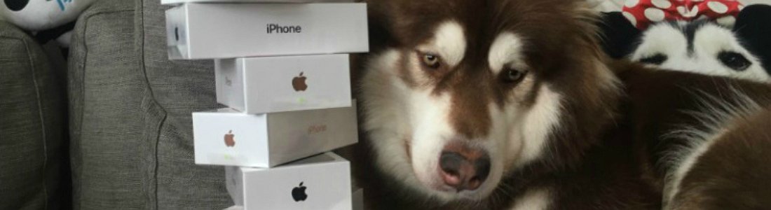 El hijo de un multimillonario chino compra a su perro 8 iPhones 7