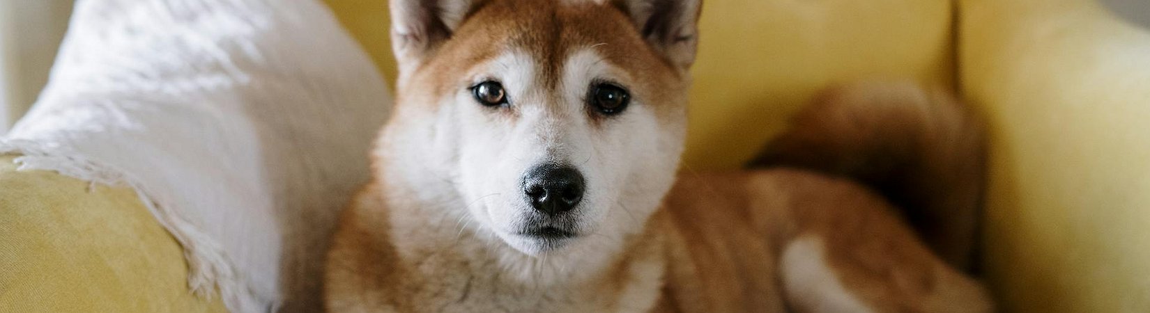 21Shares Files to Launch a Dogecoin ETF in US