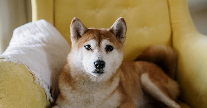 21Shares Files to Launch a Dogecoin ETF in US