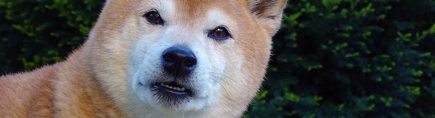 El precio de Shiba Inu sube un 20% tras ser incluido en Kraken