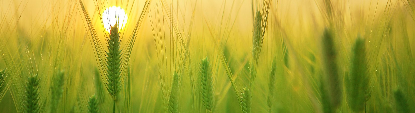 El precio del bitcoin supera los 5.200 $