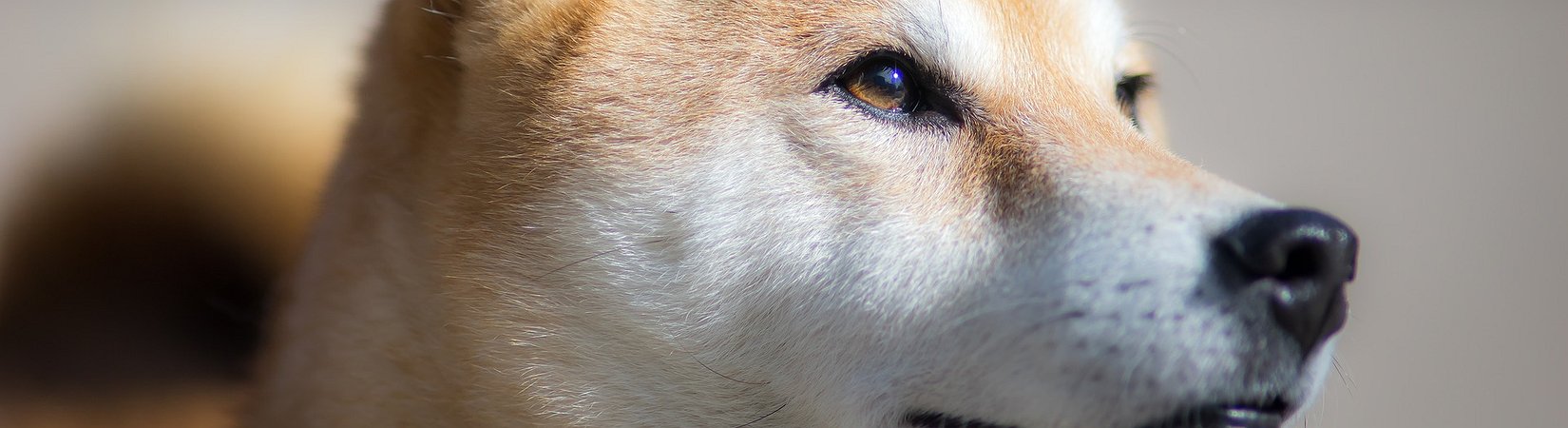 El precio de Shiba Inu alcanza un nuevo máximo