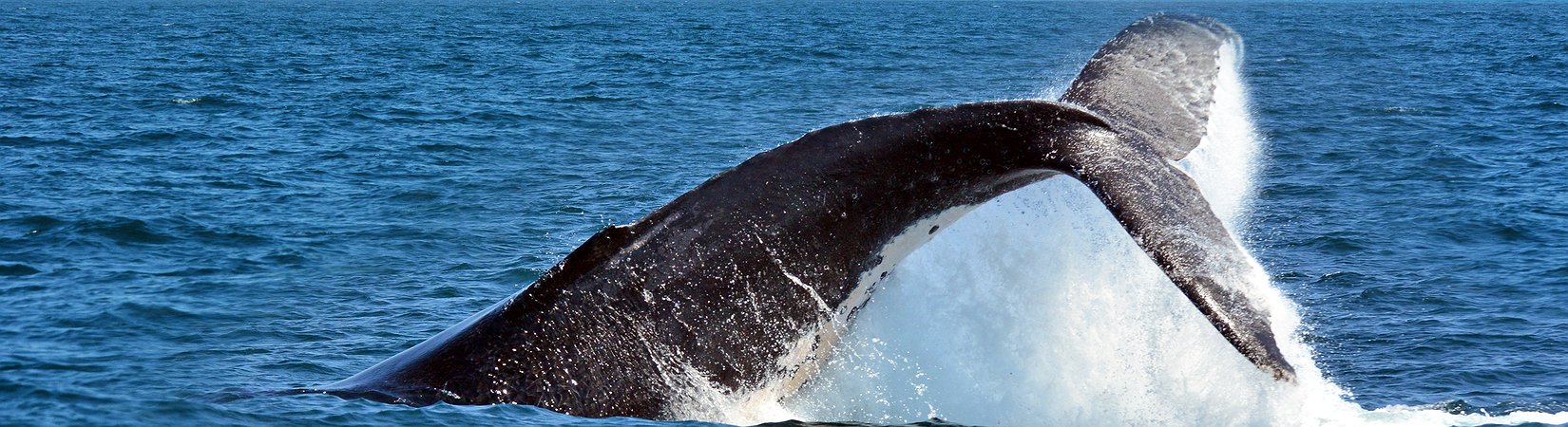 Mercados asiáticos: o que esperar em 2016