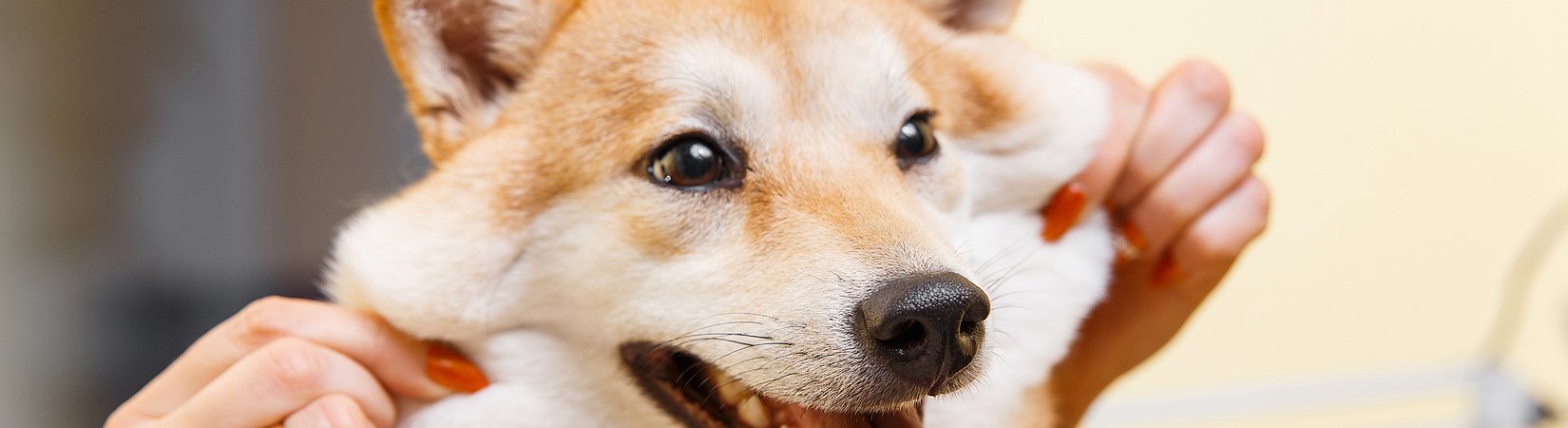 Coinseed Switches Users' Funds to Dogecoin Without Their Consent