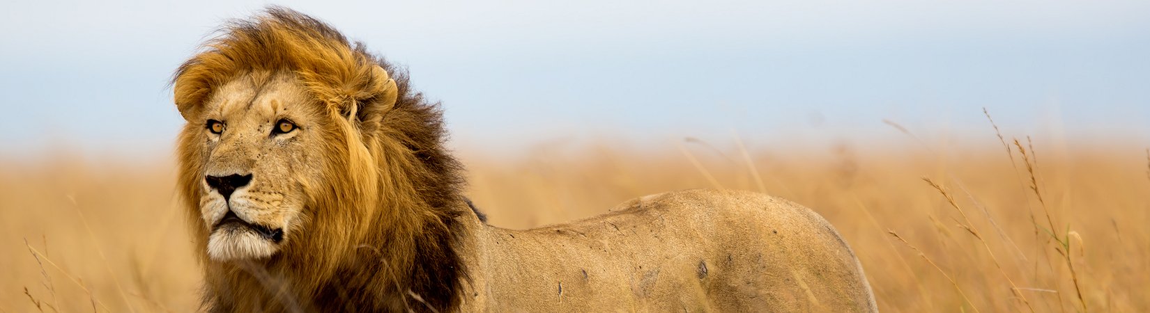 أين أنت يا رئيس؟