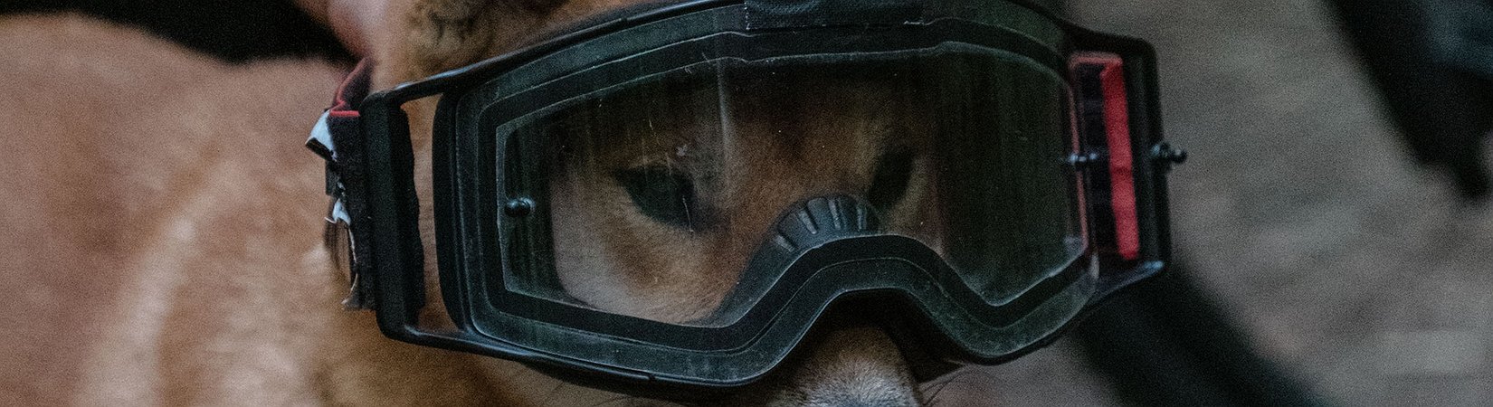 Bitstamp Postpones SHIB Listing Over 'Technical Difficulties'