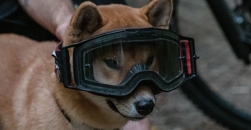 Bitstamp Postpones SHIB Listing Over 'Technical Difficulties'