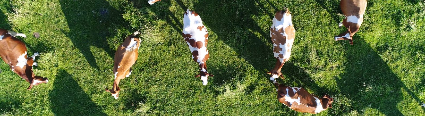 كيف يمكن للمضارب على هبوط الأسعار الكسب في السوق الصينية