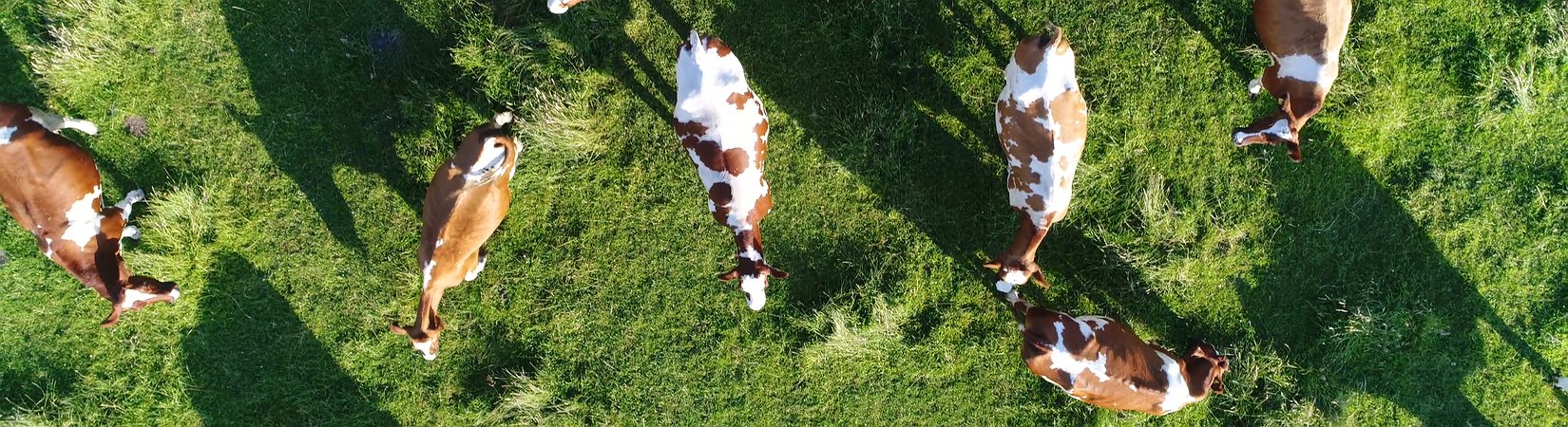 Cómo ganar dinero en el mercado chino