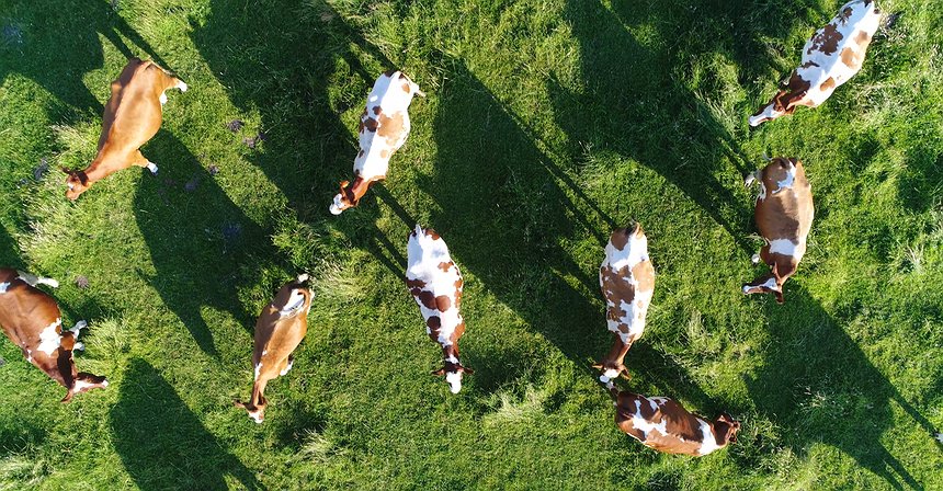 كيف يمكن للمضارب على هبوط الأسعار الكسب في السوق الصينية