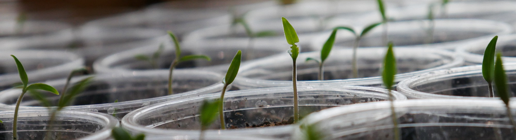 Fintech Startup Coinseed Raises $1 Million in 12 hours