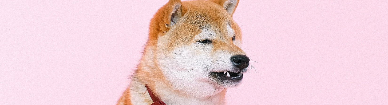 Gemini Sparks Criticism Over Shiba Inu Listing