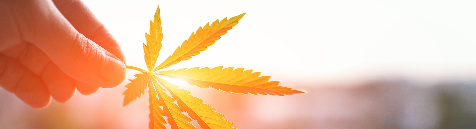 Facebook Will Not Allow Marijuana Sales