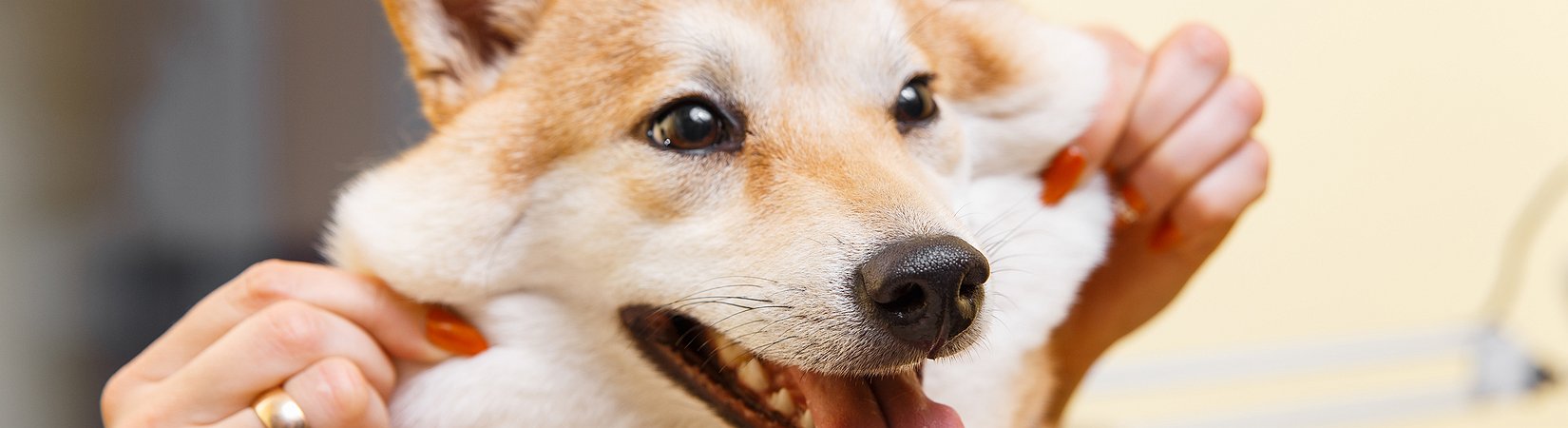 Coinseed transfiere fondos a Dogecoin sin el consentimiento de los usuarios