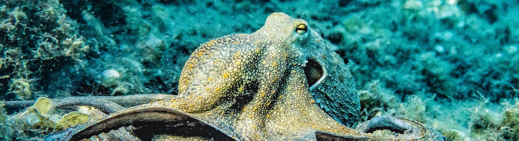 Kraken Launches Stock and ETF Trading for US Users