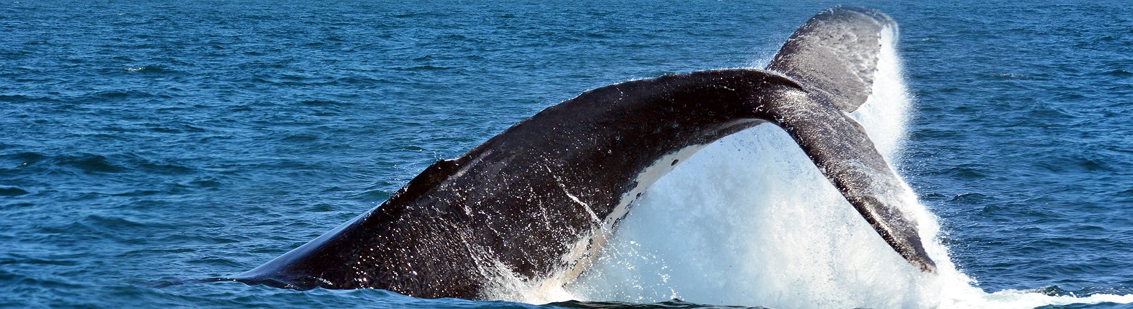 Top mercados asiáticos