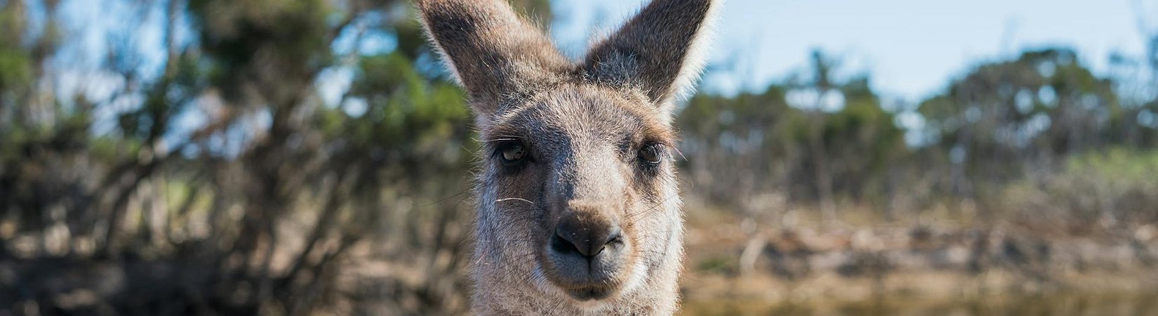 Australia Will Require Crypto Firms to Obtain Licenses