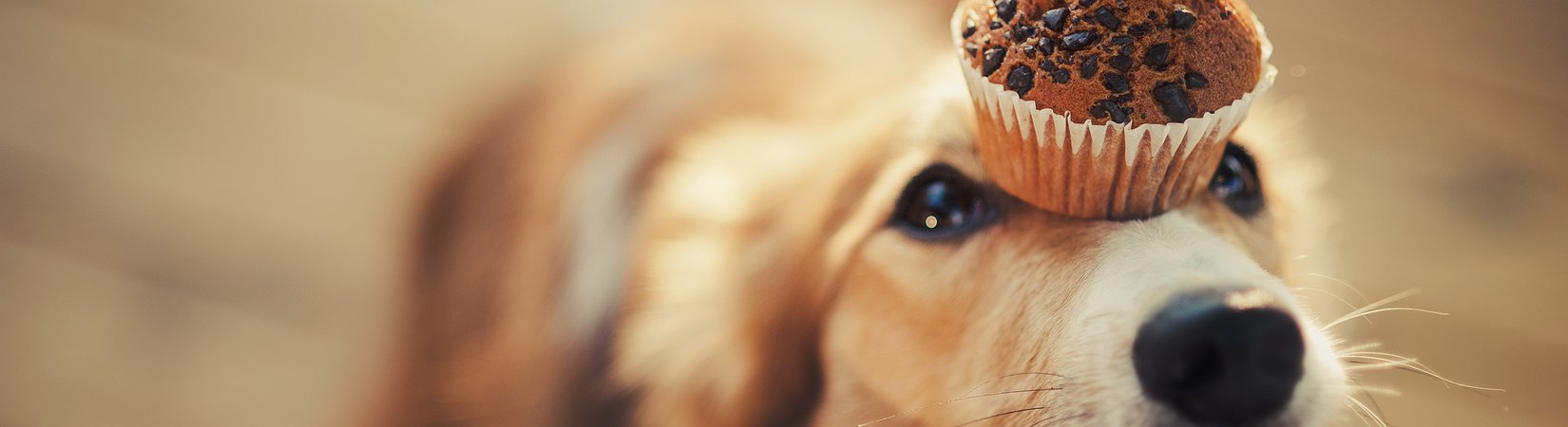 لا تقم بتمنيات للمستقبل